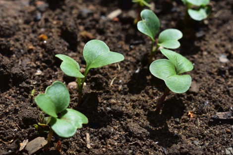 Radish seedlings emerging from the soil